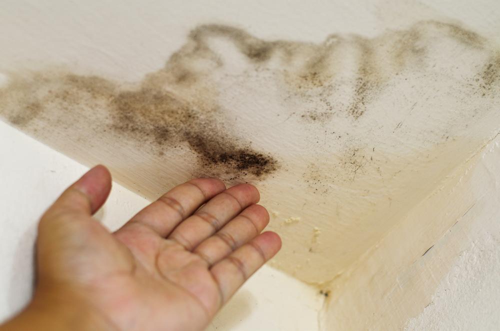 Comment traiter facilement les murs tachés par les moisissures